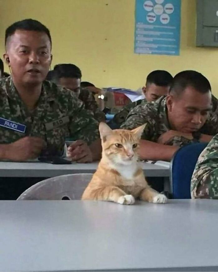 Orange cat sitting at a table with soldiers in camouflage uniforms, showing an unusual nature and animal moment.