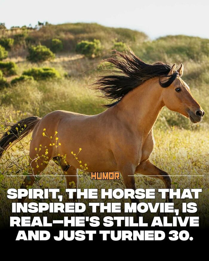 Brown horse with flowing mane running in a field, illustrating curious facts for brain craving new knowledge seekers.