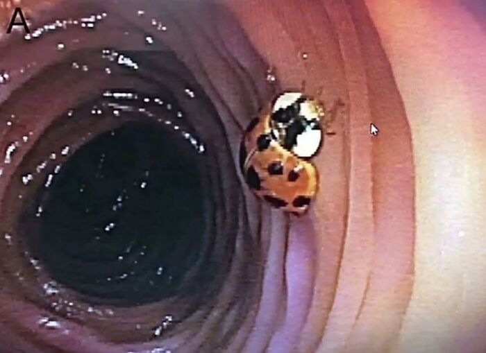 Close-up of a ladybug inside a curled plant structure showcasing unusual nature and animal behavior facts.