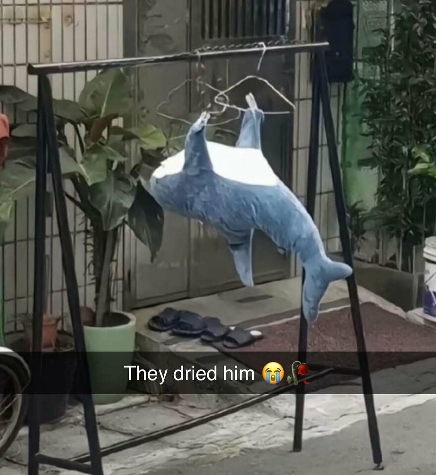 Plush dolphin hanging on hangers to dry in an outdoor setting, a bizarre yet hilarious pic that catches attention.