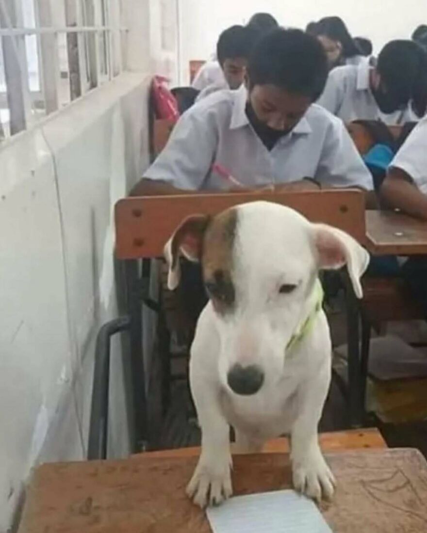 A dog sitting at a school desk with students behind, one of the bizarre yet hilarious pics that might make you do a double take.
