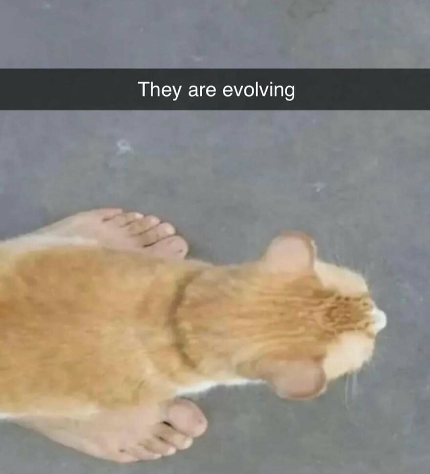 Top view of a cat with a paw pattern that looks like human feet, a bizarre yet hilarious pic that might make you do a double take.