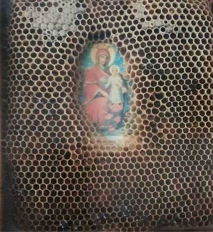 Close-up of a honeycomb with a colorful image of nature and animals visible through a gap in the hexagonal cells.