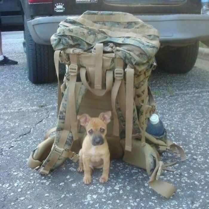 Small puppy sitting on pavement under a large camouflage backpack, illustrating nature, animals, and random fun facts.