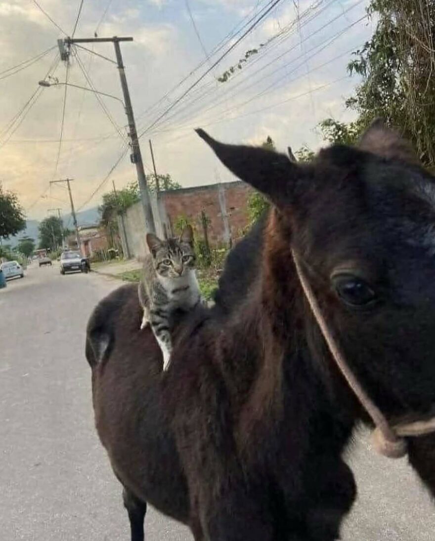 Cat riding on a donkey in a street setting, a bizarre yet hilarious pic that might make you do a double take.