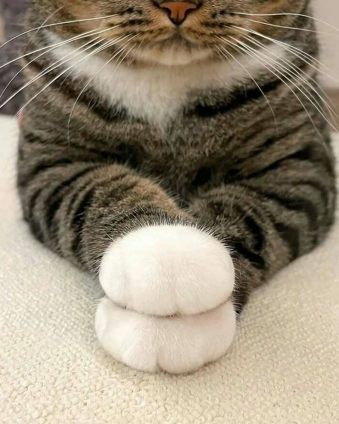 Close-up of a cat's front paws showing an unusual appearance in a nature and animals fun facts context.
