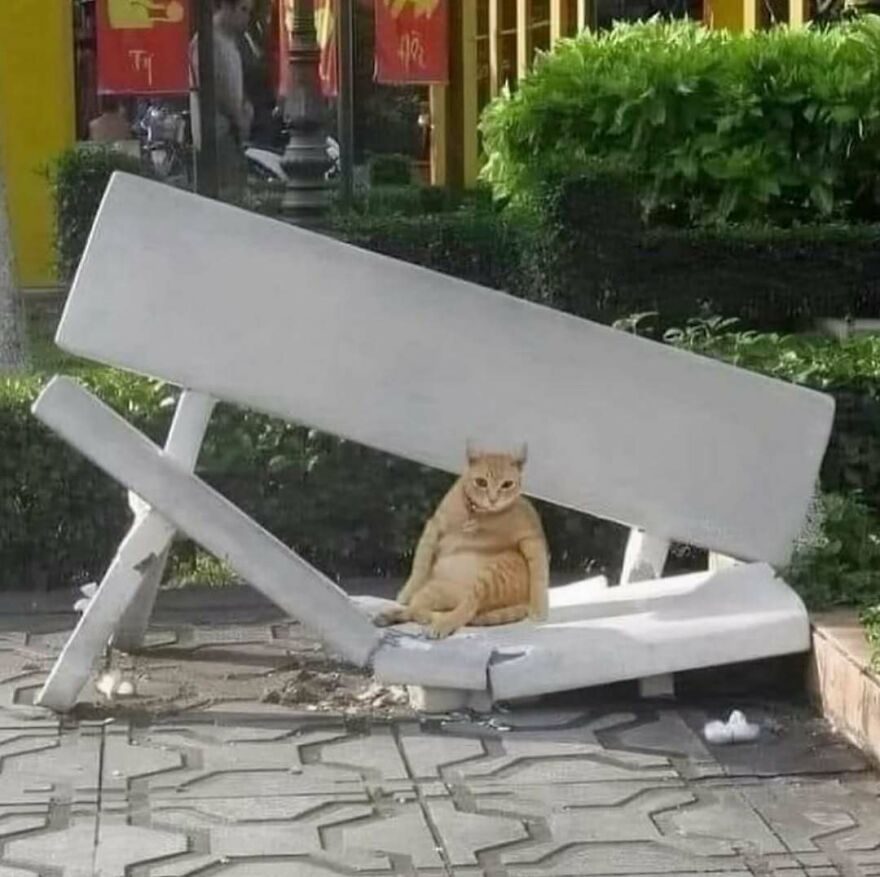 Orange cat sitting casually on a broken bench in a park, creating a bizarre yet hilarious scene to do a double take.