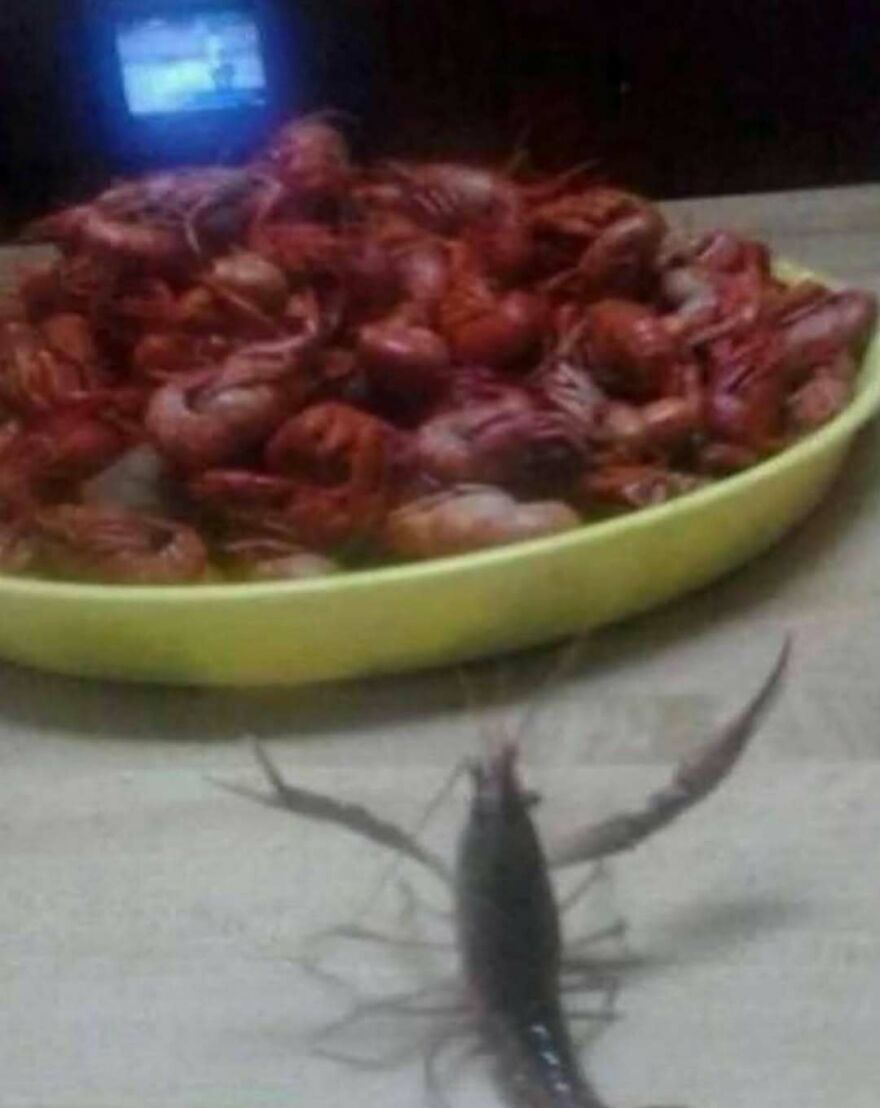 Fresh crawfish on a plate with a live crawfish in the foreground, showcasing a bizarre yet hilarious moment.