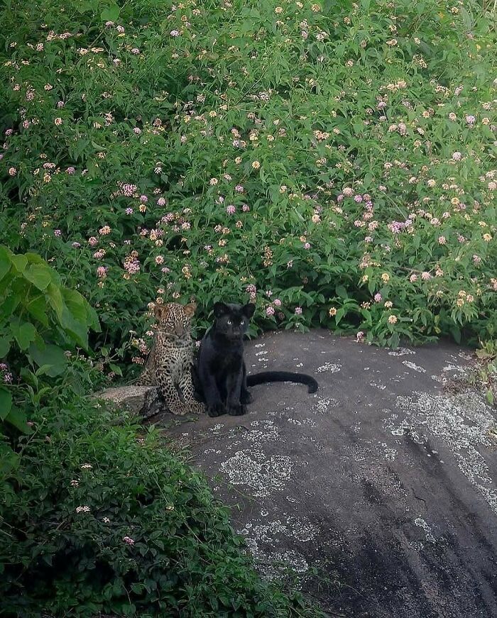 Two young big cats, a leopard and a black panther, sitting together in dense green nature with flowering plants nearby.