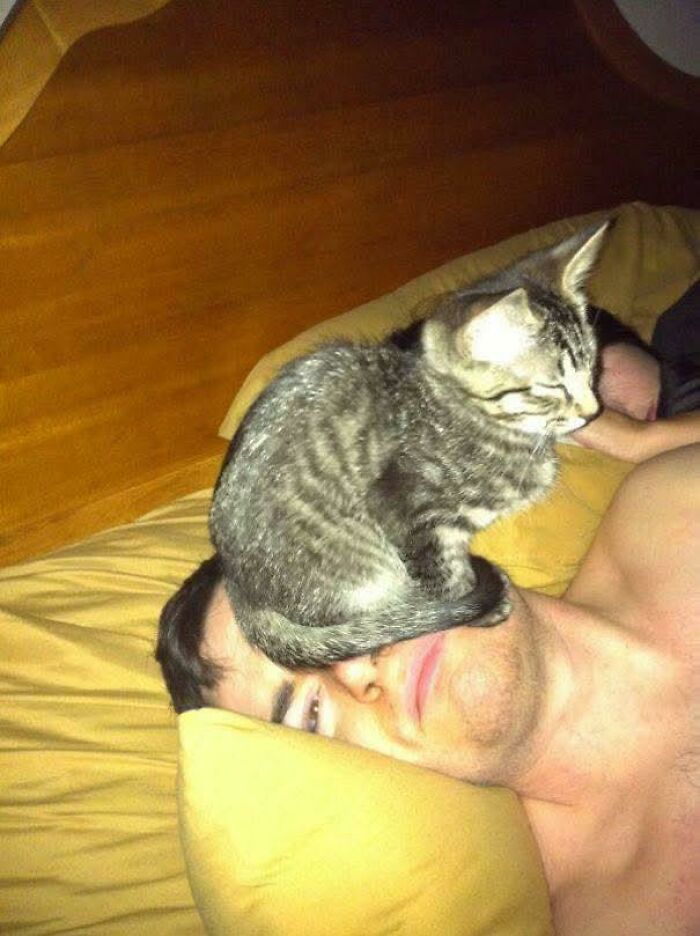 Gray tabby cat sitting on a man's face while he lies in bed, a weird and funny animal photo moment.