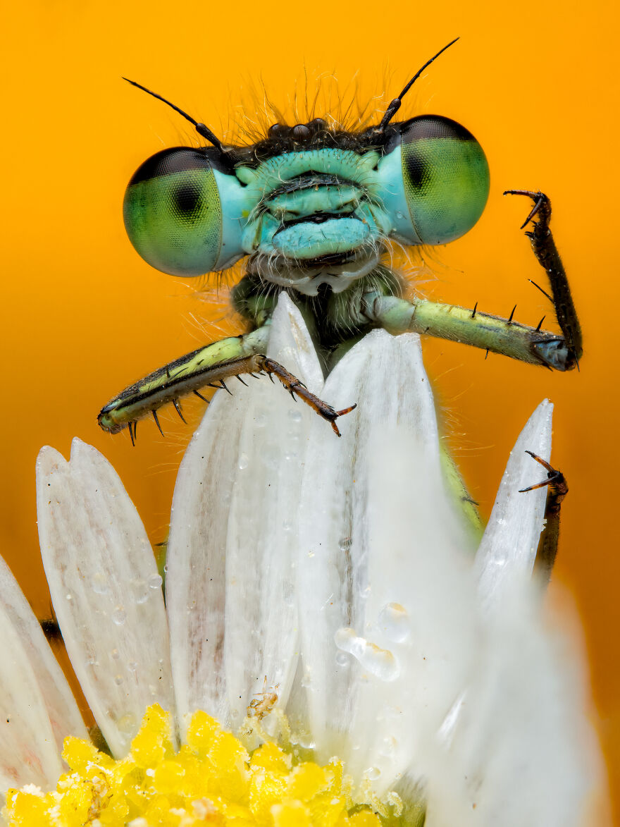 What If Bugs Had Personality? Rory J Lewis Thinks They Do&mdash;and Has The Photos To Prove It!