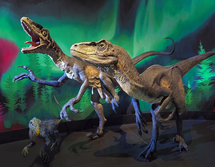 Three detailed dinosaur models displayed in a museum exhibit showing dinosaur facts and behaviors.