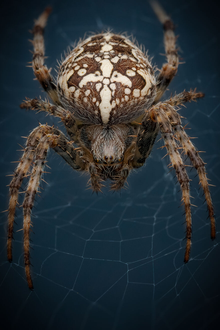 What If Bugs Had Personality? Rory J Lewis Thinks They Do&mdash;and Has The Photos To Prove It!