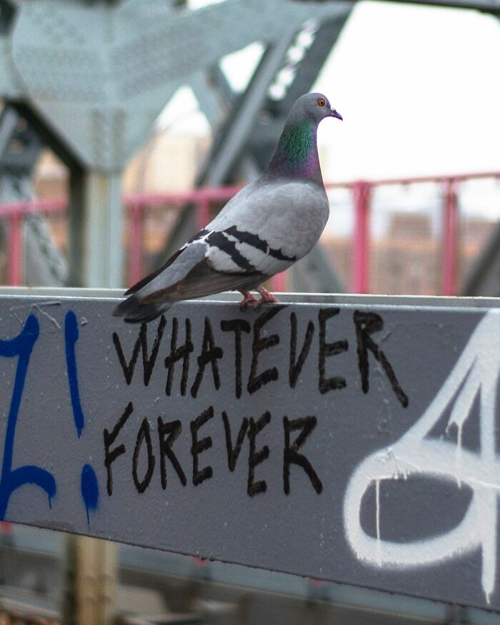 Pigeon perched on a graffiti-covered railing, capturing a magical street photography moment in city life coincidences.