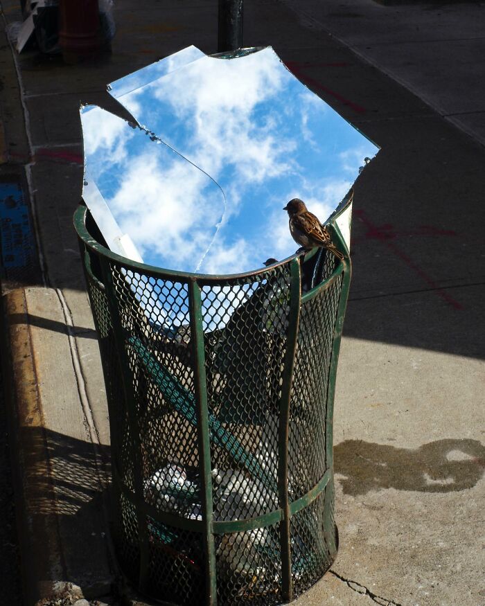 Broken mirror reflecting blue sky and clouds in a city trash bin with a small bird perched, capturing street photography coincidence.