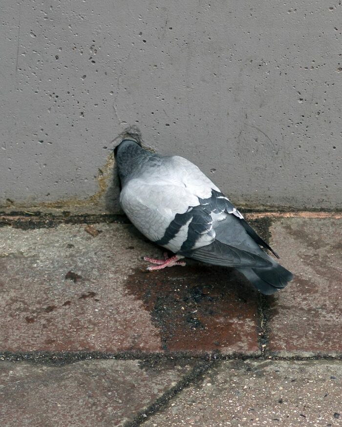 Street photographer captures a pigeon with its head in a hole creating a magical coincidence in city life.
