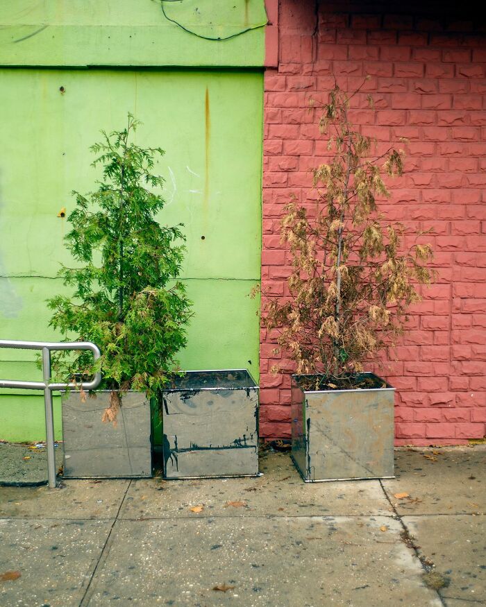 Two potted trees against contrasting green and red brick walls in a street scene capturing city life coincidences.