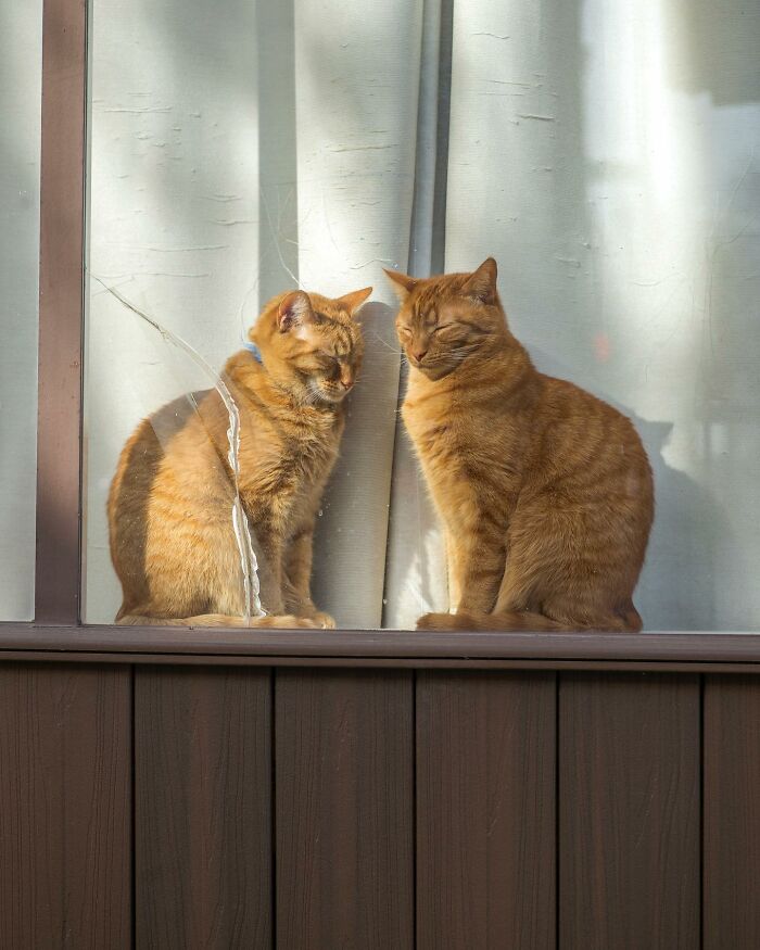 Two orange cats sitting by a window, creating a magical street photography coincidence with their reflections.