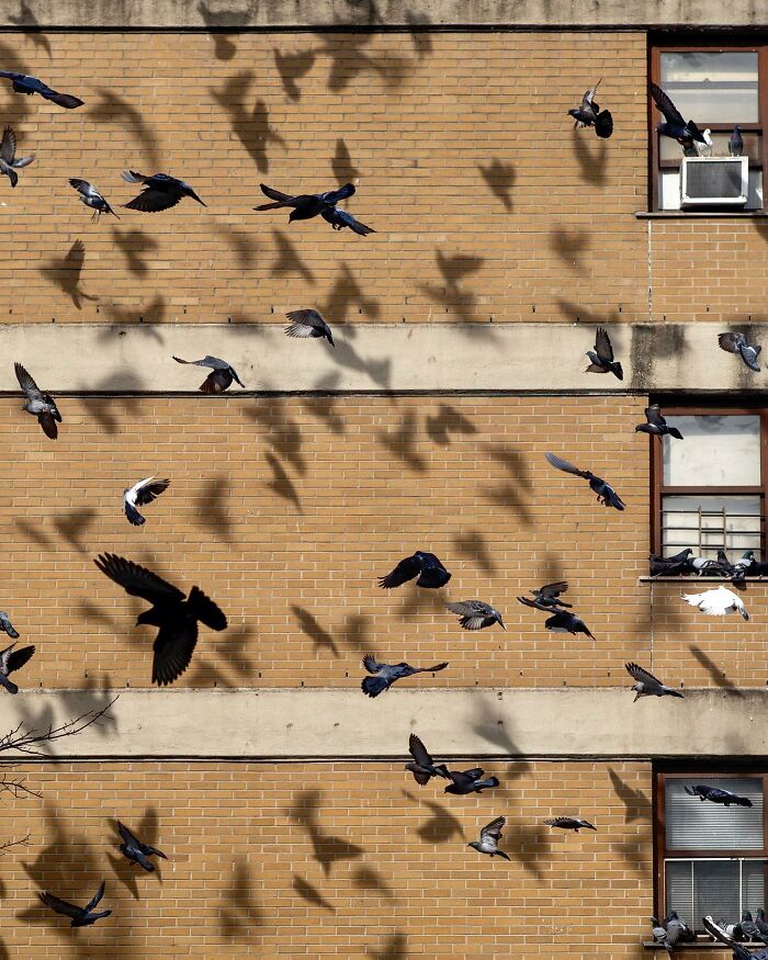 Pigeons flying in front of a city building with shadows creating a magical street photographer moment in urban life.