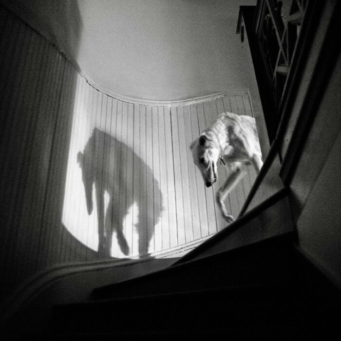 Black and white street photography capturing the magical coincidence of a dog’s shadow on a curved city staircase wall.