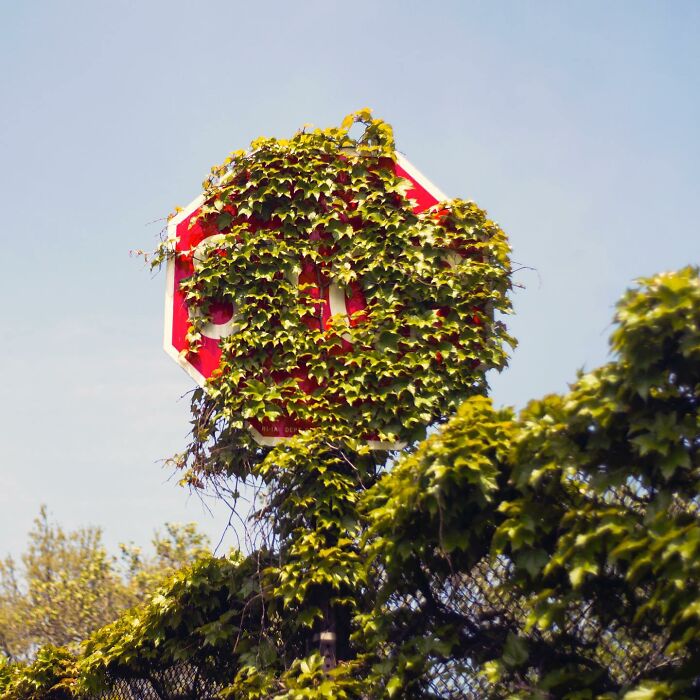 Street photographer captures a stop sign covered in leaves, showcasing magical city life coincidences and urban nature blending.