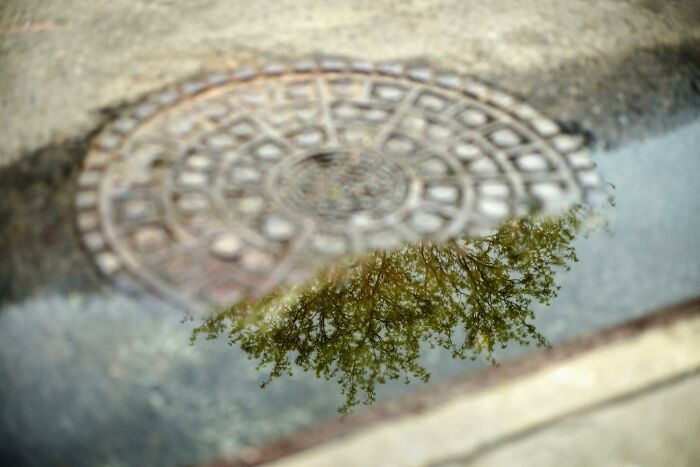 Reflection of tree branches in a puddle near a manhole cover, showcasing a street photographer capturing city life coincidences.