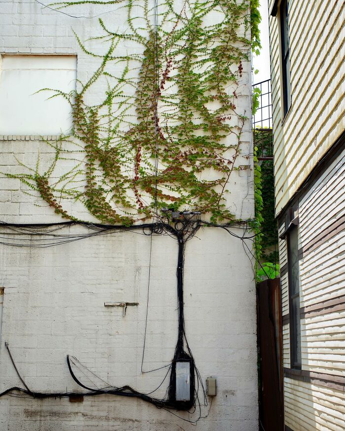 Vines growing on a white brick wall blend with power lines forming a tree shape in a magical city street scene.