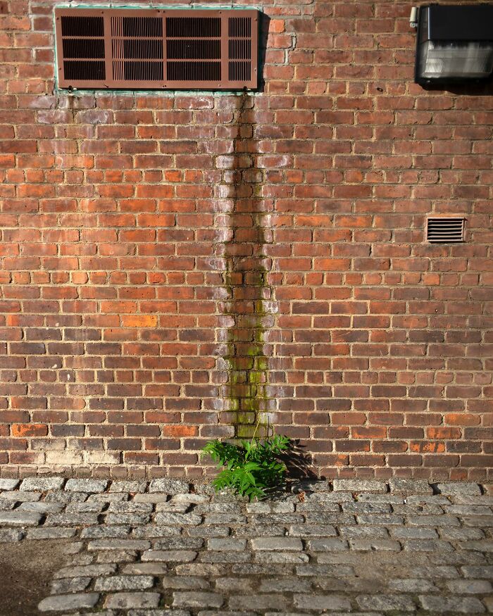 Urban street scene with a red brick wall, cobblestone pavement, and green plants showcasing city life coincidences.