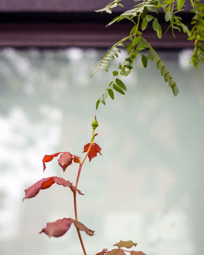 Close-up of red and green leaves with natural light, showcasing city life moments captured by a street photographer.