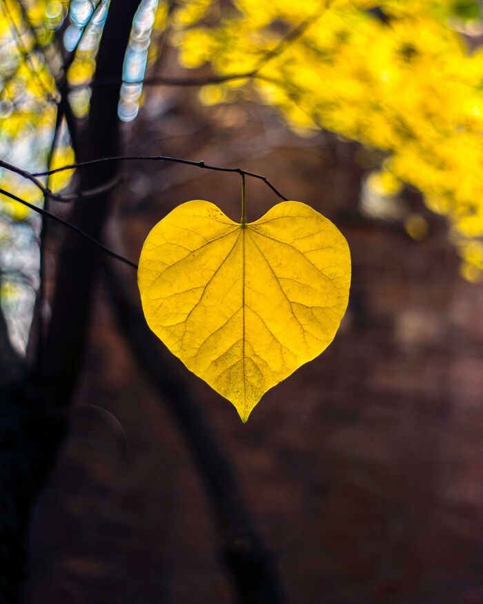 Yellow heart-shaped leaf hanging from a tree branch in a street photographer's magical city life coincidence capture.