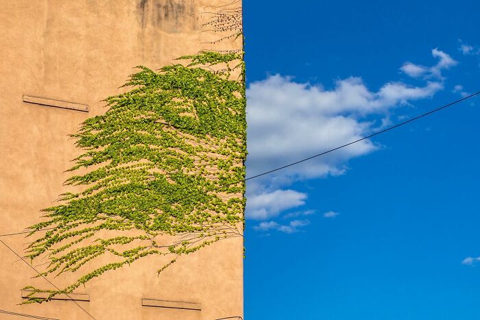 Vines on a beige building blend with clouds in a blue sky, showcasing a magical city life coincidence captured by street photography.