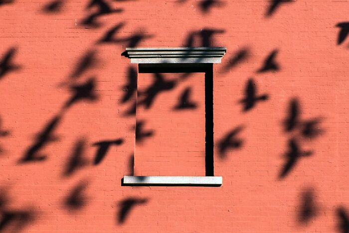 Shadows of flying birds cast on a brick wall, creating a magical coincidence captured by street photography.