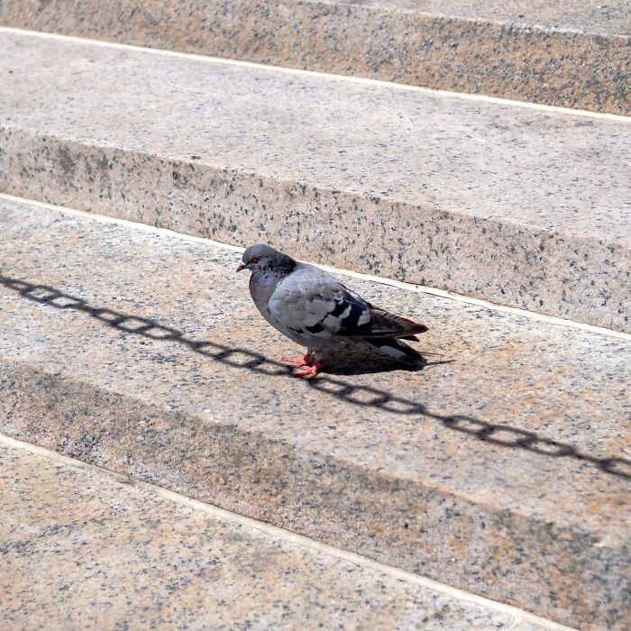 Pigeon walking on granite city steps with a chain shadow creating a magical street photography moment.