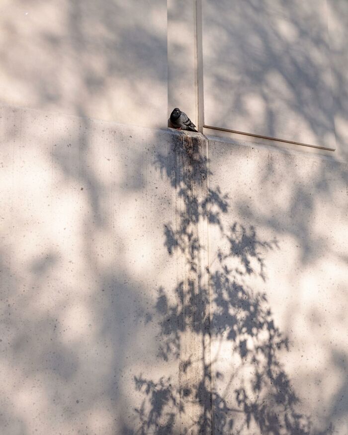 Pigeon perched on a city wall amid tree shadows, capturing a magical street photography moment in urban life.