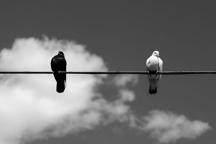 Black and white birds perched on a wire captured by a street photographer highlighting magical city life coincidences.