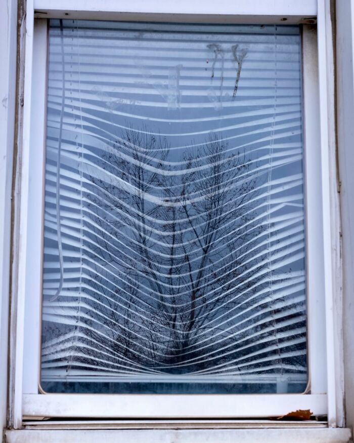 Reflection of bare tree branches seen through distorted window blinds in a city street photography capturing magical coincidences.