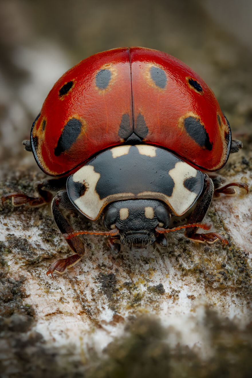 What If Bugs Had Personality? Rory J Lewis Thinks They Do&mdash;and Has The Photos To Prove It!