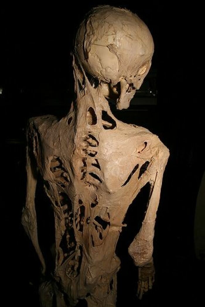 Mummified human skeleton with decayed skin, showcasing one of the scariest and unsettling Wikipedia articles moments.