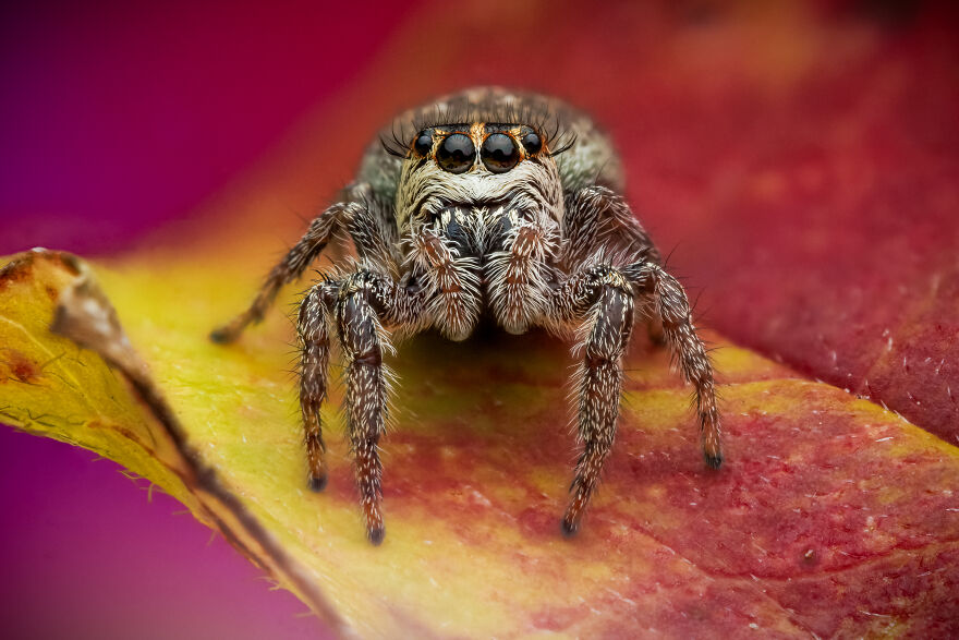 What If Bugs Had Personality? Rory J Lewis Thinks They Do&mdash;and Has The Photos To Prove It!