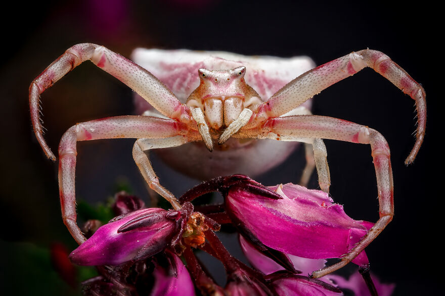 What If Bugs Had Personality? Rory J Lewis Thinks They Do&mdash;and Has The Photos To Prove It!