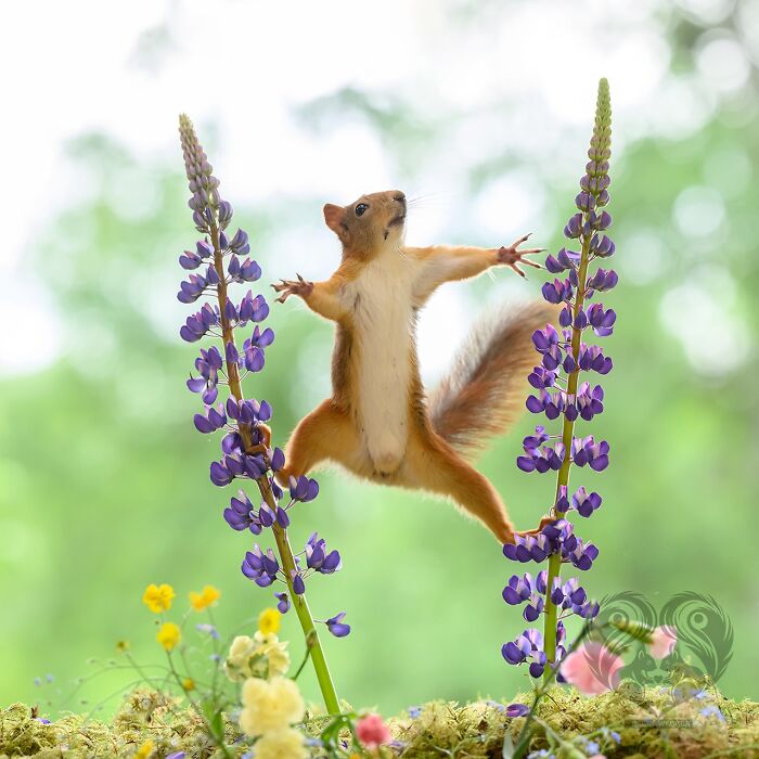 Squirrel interacting with artist's props, balancing between two purple flowers in a natural green setting.