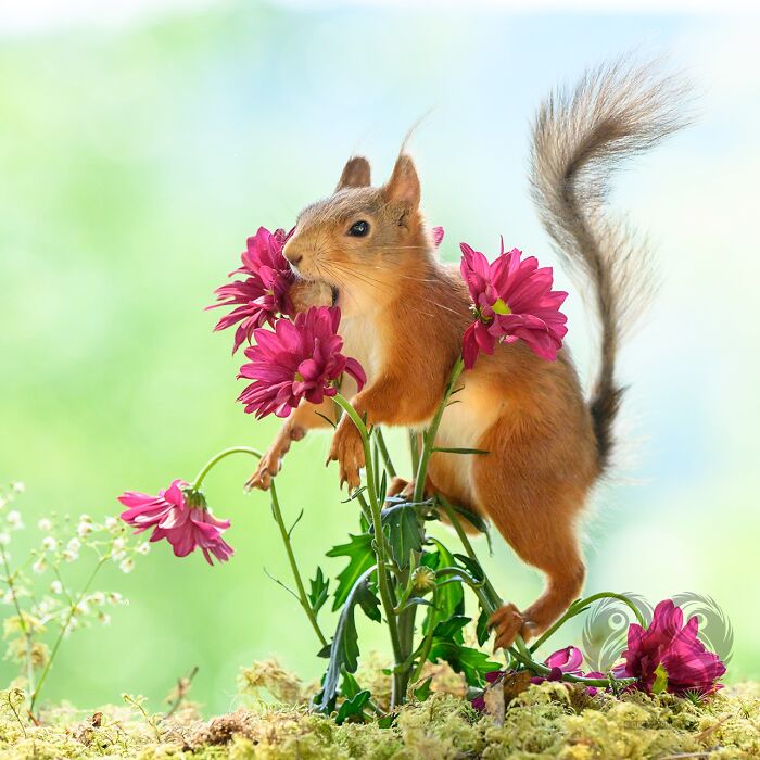 Squirrel interacting with bright pink flowers outdoors, showcasing daily squirrel visitors and creative props.