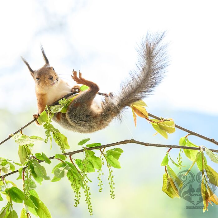Squirrel interacting with props on a tree branch, part of artist’s daily squirrel visitor project photos.