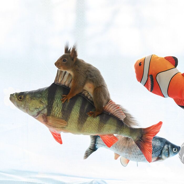 Squirrel interacting with fish-shaped props set up by artist for daily squirrel visitors in a creative display.