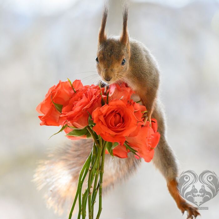 Squirrel interacting with a bouquet of bright orange roses, showcasing props for his daily squirrel visitors.