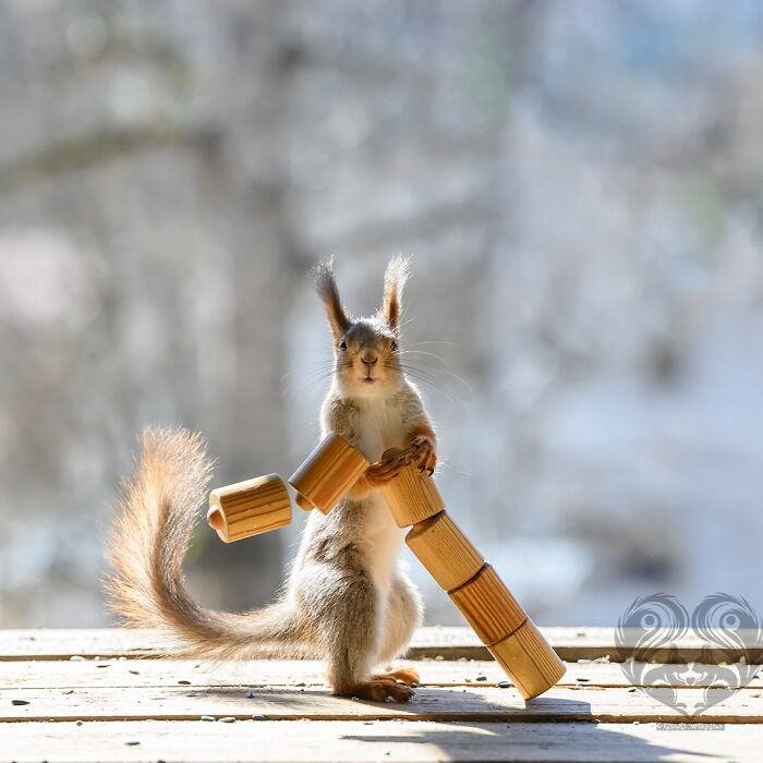 Squirrel interacting with wooden props set up by artist for daily squirrel visitors in natural outdoor setting.