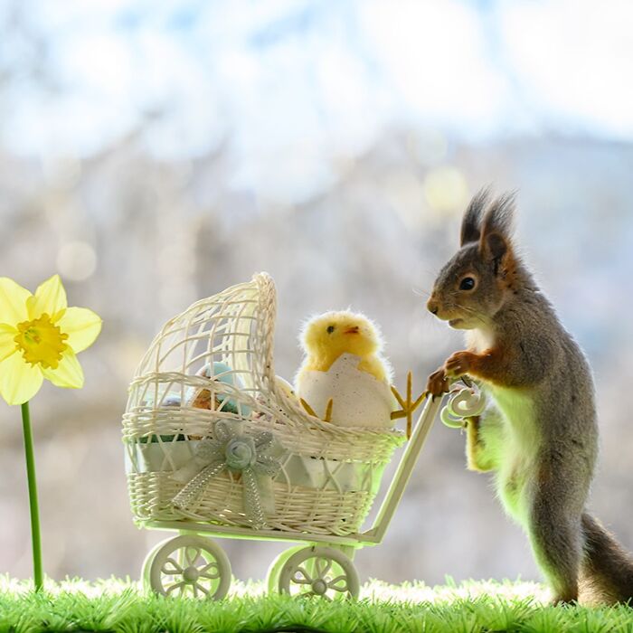 Squirrel interacting with an artist’s prop of a baby chick in a small white wicker stroller outdoors.