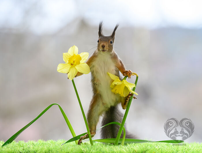 Squirrel interacting with props, standing between two yellow flowers on a green surface in an outdoor setting.