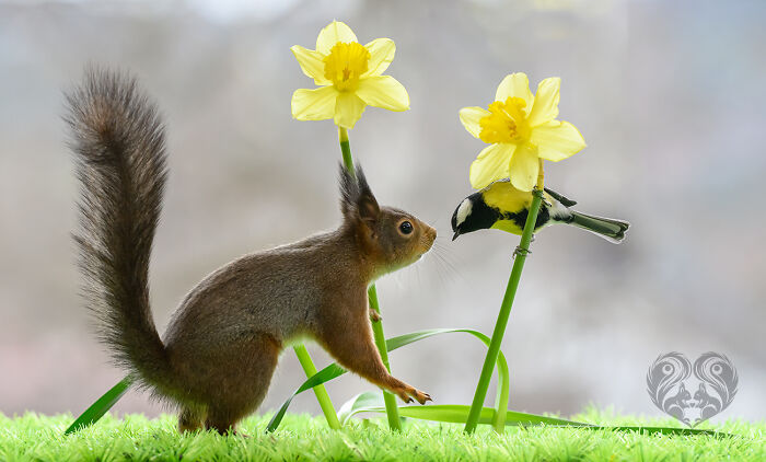 Squirrel interacting with a small bird among yellow flowers on a green grassy surface in an artistic outdoor setting.