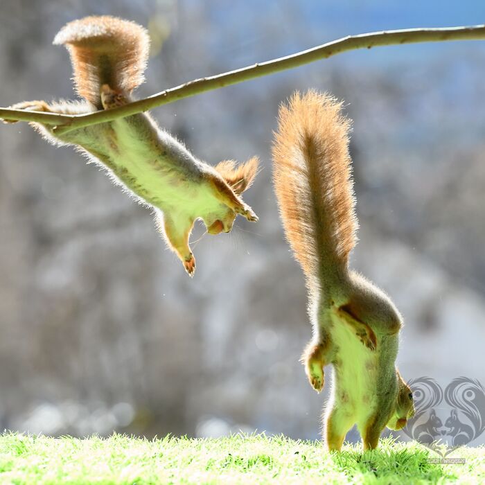 Two squirrels interacting on a tree branch with props set up by an artist for daily squirrel visitors.